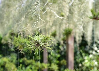 Tillandsia