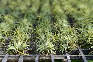 Tillandsia