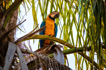 Obraz premium arara, macaw