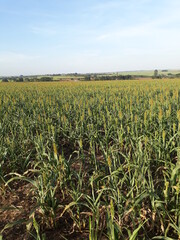 field of corn