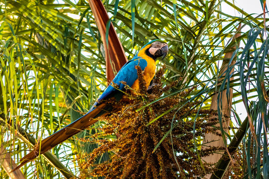 Macaw, Arara