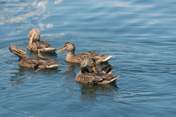 young ducks (family) preening on water