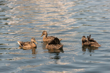 family of ducks