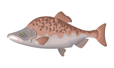Pink salmon fish on white background, seafood.