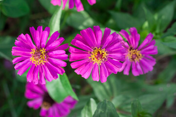 Obraz premium Top view of pink zinnia flower beautiful bloom with sunlight in the garden on nature background.