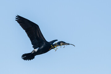 Great Black Cormorant (Phalacrocorax carbo) in flight with a twig in its beak against a blue sky