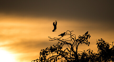 Fototapeta na wymiar crow at sunset