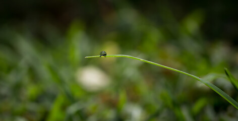 water drop on the grass.