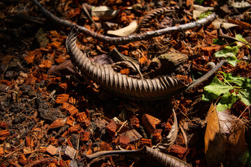 dry leaves wither over time