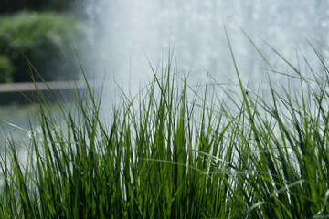 Obraz na płótnie Canvas green grass and water