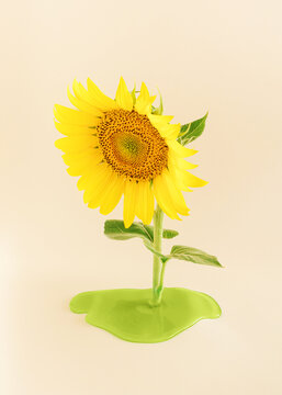 Flower of sunflower with melted stem on bright background. Minimal summer concept.