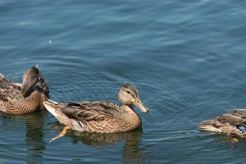 young ducks in the water