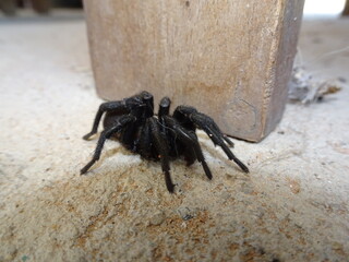 Black Wafer Trapdoor Spider Insect