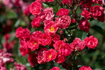 multiple red-pink mini bush roses