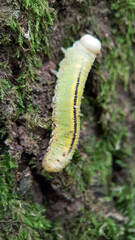 caterpillar green garden macro summer