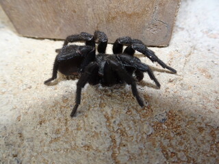 Black Wafer Trapdoor Spider Insect