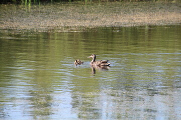 Family Of Mallards, Pylypow Wetlands, Edmonton, Alberta