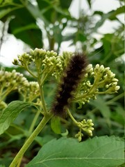 caterpillar on a leaf
