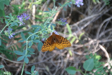 Orange Butterfly, Pylypow Wetlands, Edmonton, Alberta