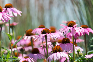 echinacea blossoms under the sun with space for text - obrazy, fototapety, plakaty
