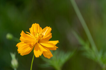 beautiful fresh yellow cosmos flower blooming and orange pollen. Isolated green background with copy space.