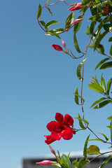 Mandevilla Dipladenia on a blue sky background