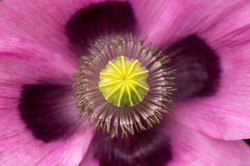 Papaver somniferum, opium or breadseed poppy flower centre