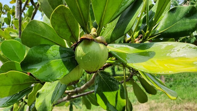 Clusia rosea Jacq Shrub, sticky wood. Yellow rubber, thick green leaf plates, pink-purple flowers, bloom all year round, the fruit is spherical, the bark resembles a mangosteen.