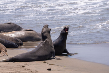 Elephant Seals butting heads off the coast of San Simeon California - obrazy, fototapety, plakaty