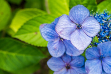 満開の綺麗な紫陽花