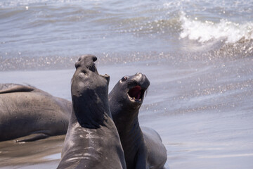 Close up of Elephant Seals butting heads off the coast of San Simeon California. - obrazy, fototapety, plakaty