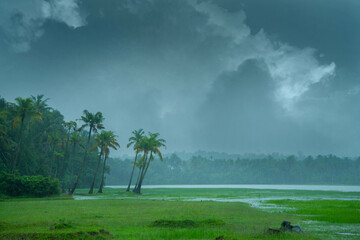 Monsoon hit Kerala - On a rainy day there are coconut palm trees standing beside a paddy field, ...
