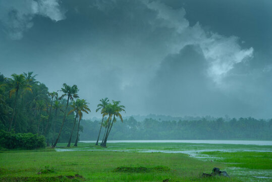Monsoon hit Kerala - On a rainy day there are coconut palm trees standing beside a paddy field,  Beautiful landscape photography in rainy day, Monsoon photography in Kerala India