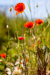 Obraz premium Czerwone maki na łące
