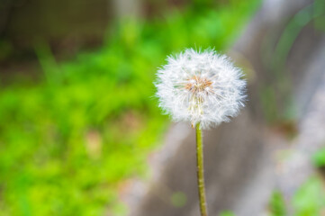 野原のタンポポクローズアップ