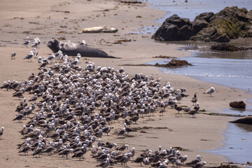 Flock of Seagulls with Elephant Seal in background off the coast of San Simeon California