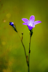 Purpurowy kwiat