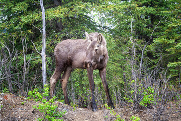 Moose in Alaska