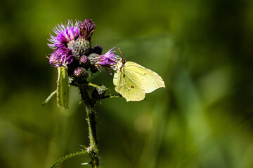 Motyl na oście © Rafal Kot