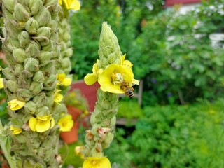 Crab Spider, Misumena vatia, preying an a bee