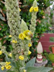 Crab Spider, Misumena vatia, preying an a bee