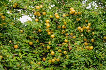 .Sunlit tree with yellow plums and green leaves.