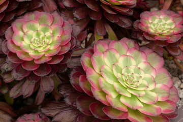 Full frame close up of red and green coloured aeonium succulent foliage