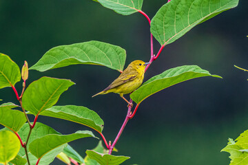 Yellow Warbler On A Branch