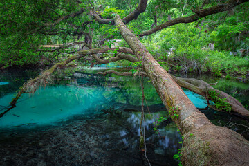 enchanted trees in the blue spring