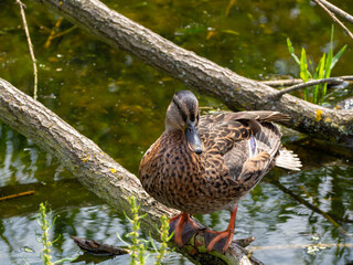 Wild duck swims in the pond. close up.