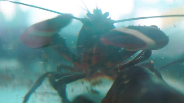 close up view of lobsters held in captivity being prepared for consumption. the crayfish is locked in a freshwater fish trank