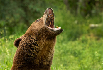 Grizzly meadow stroll