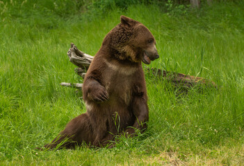 Grizzly meadow stroll