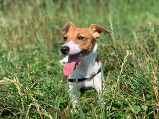 Jack russell terrier dog sits in the grass.
